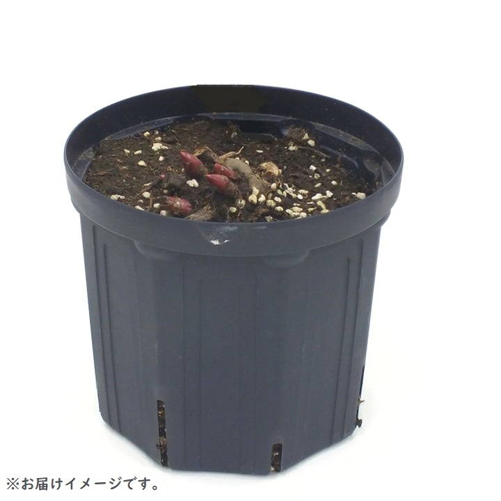 ako様 シャクヤク　マダムクロードダン　7号鉢　蕾付き　大苗×2鉢 予約】芍薬 シャクヤク 7号 マダムクロードダン※2026年11月下旬以降