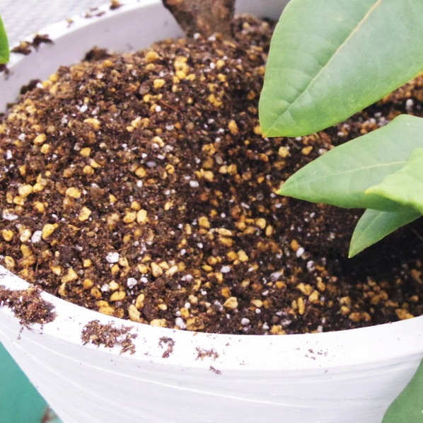 赤塚オリジナル シャクナゲの土 14L入り(植物との同梱不可)※ツツジ・サツキ・ブルーベリーにも|用土10-TU