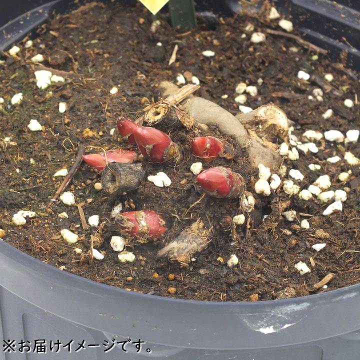予約】芍薬 シャクヤク 7号 マダムクロードダン※2026年11月下旬以降