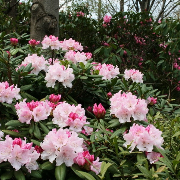 原色日本産ツツジ・シャクナゲ大図譜 増補 原色日本産ツツジ・シャクナゲ大図譜 | 富樫 誠 |本 | 通販 | Amazon