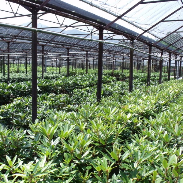 赤塚オリジナル シャクナゲの土 14L入り(植物との同梱不可)※ツツジ・サツキ・ブルーベリーにも|用土10-TU