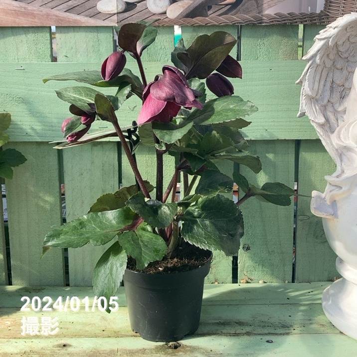 クリスマスローズ 氷の薔薇 4.5号 ブルネロ｜山野04-PA | 草花