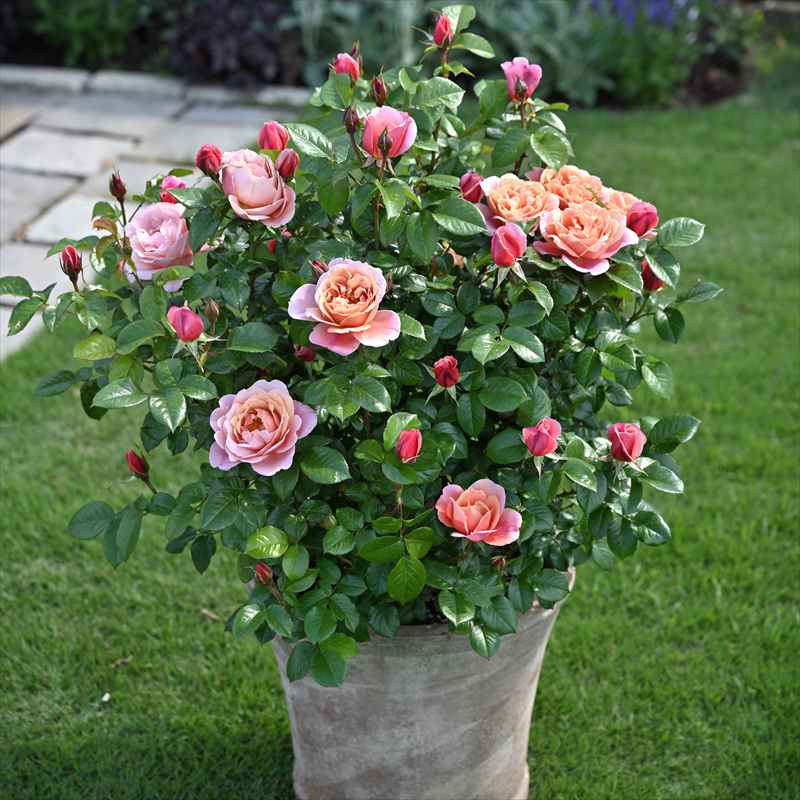 バラ大苗 ピンク・ビンテージ 7号 Dorieux｜花木04-PA | 花木・庭木