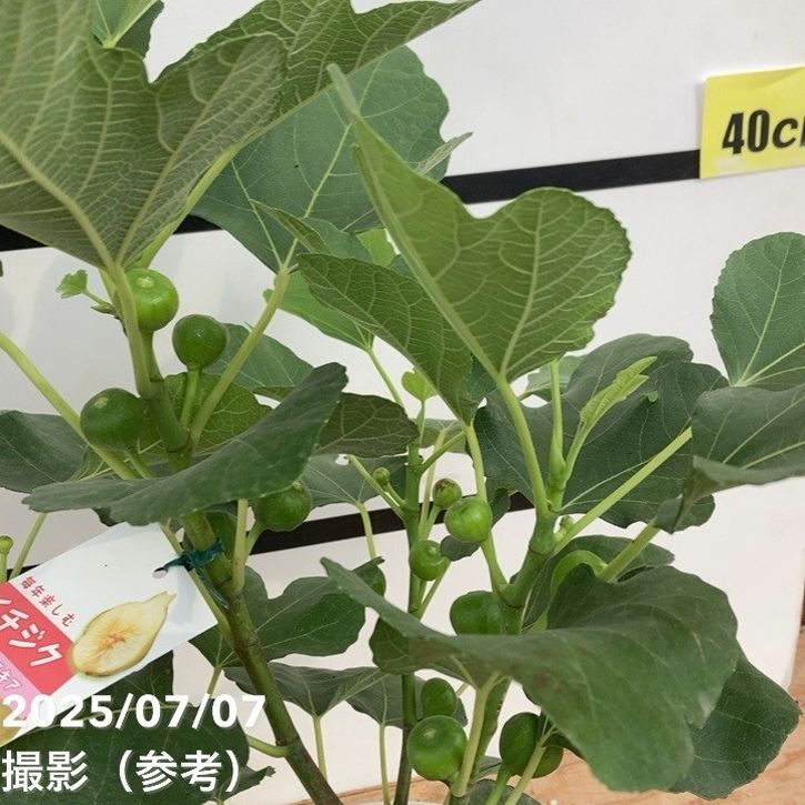 実付き＞充実株 イシヅキ農園さん イチジク ホワイトイスキア 6号 2
