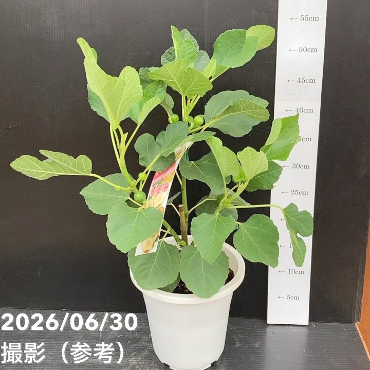 予約】充実株 イシヅキ農園さん イチジク ホワイトイスキア 6号 2年生
