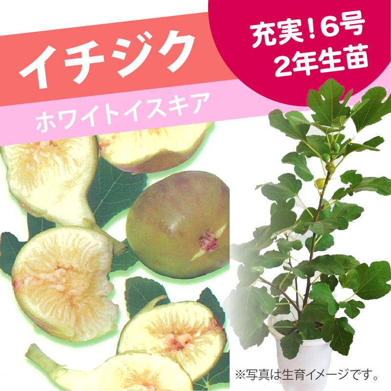 実付き＞充実株 イシヅキ農園さん イチジク ホワイトイスキア 6号 2