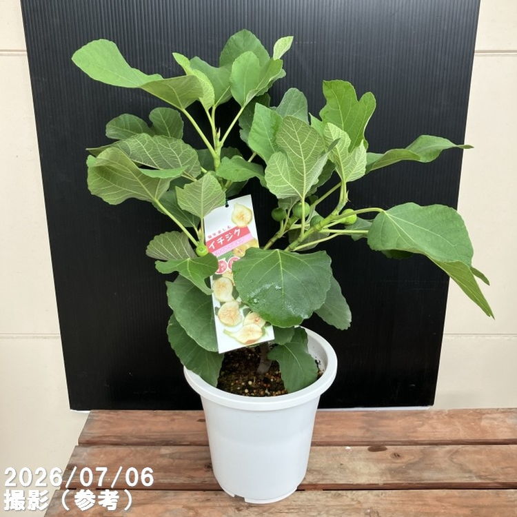 決算P5倍！10%OFF！8/2まで】充実株 イシヅキ農園さん イチジク