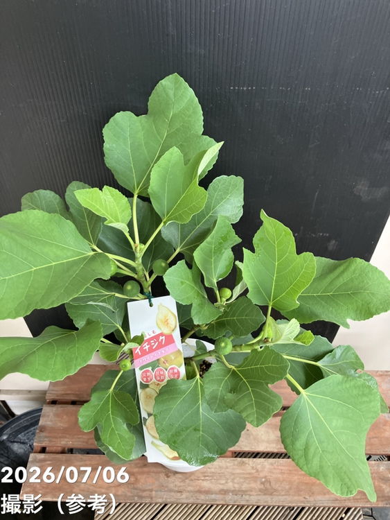 決算P5倍！10%OFF！8/2まで】充実株 イシヅキ農園さん イチジク