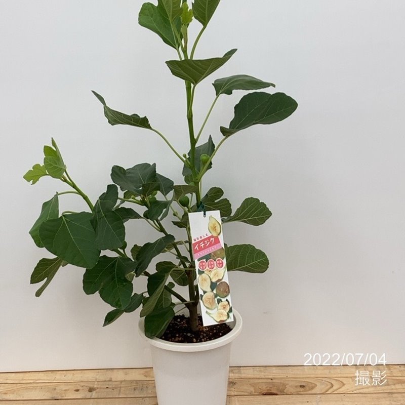 実付き＞充実株 イシヅキ農園さん イチジク ホワイトイスキア 6号 2