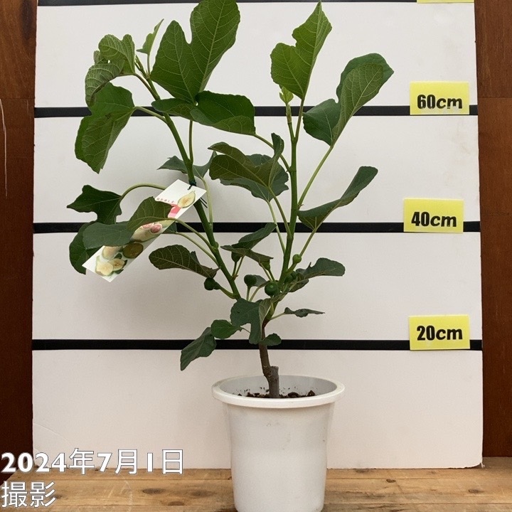 受け取りに来て頂ける方限定です。 イチジクの苗木 　2種 受け取りに来て頂ける方限定です。 イチジク苗木 2種 受け取りに来て