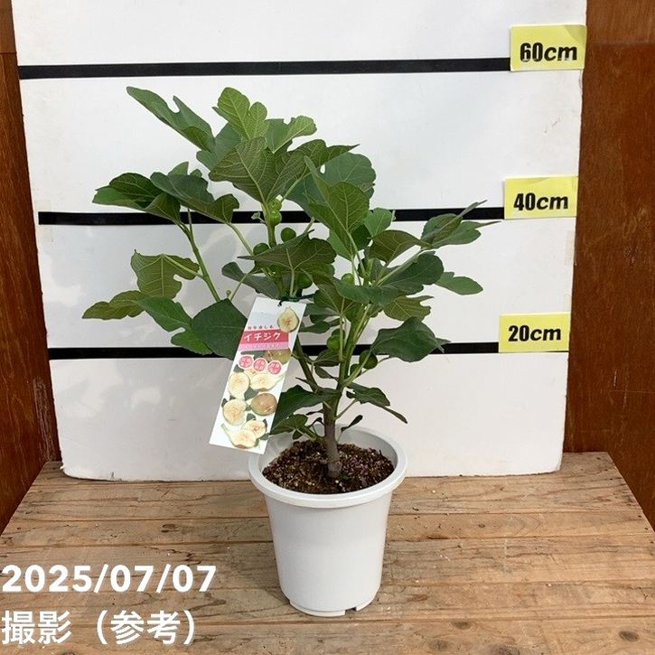 実付き＞充実株 イシヅキ農園さん イチジク ホワイトイスキア 6号 2