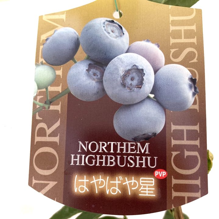 決算P5倍！10%OFF！8/2まで】ブルーベリー ハイブッシュ系 はやばや星