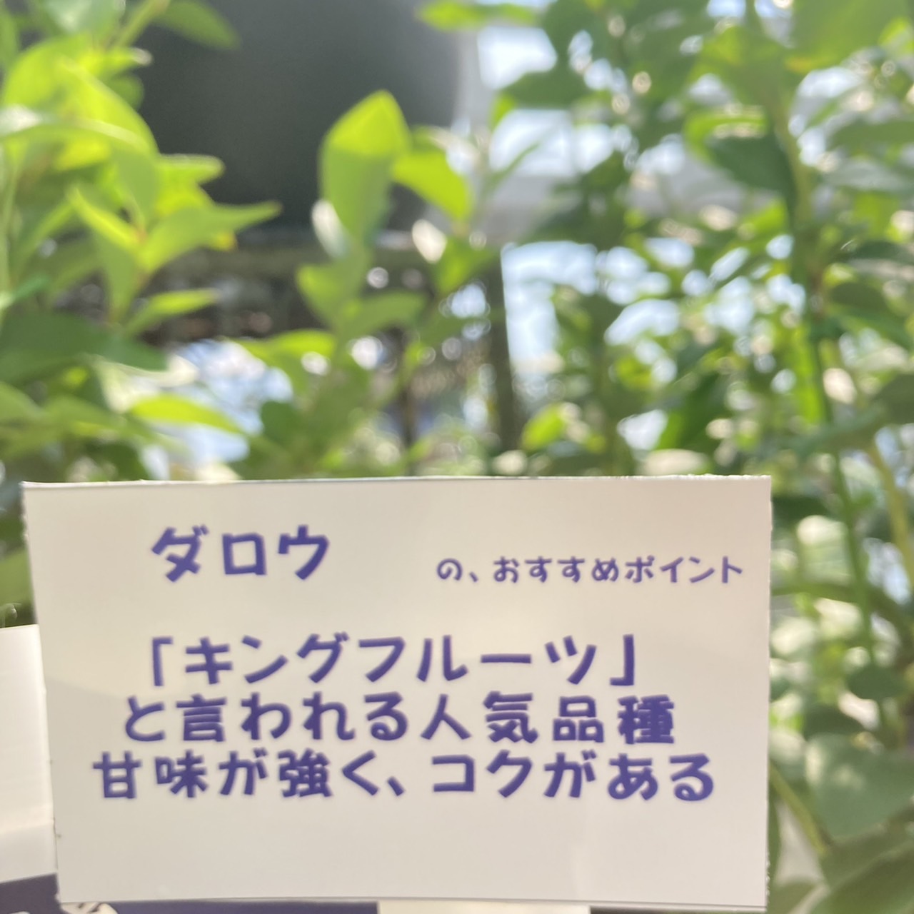 ブルーベリー ノーザンハイブッシュ系 ダロウ（接木苗）5号｜果樹04-PA