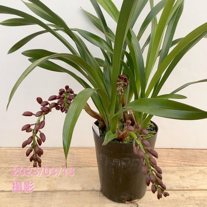 花芽5個。5鉢セット。希少品種。フォアゴットンフルーツ。蜜蜂