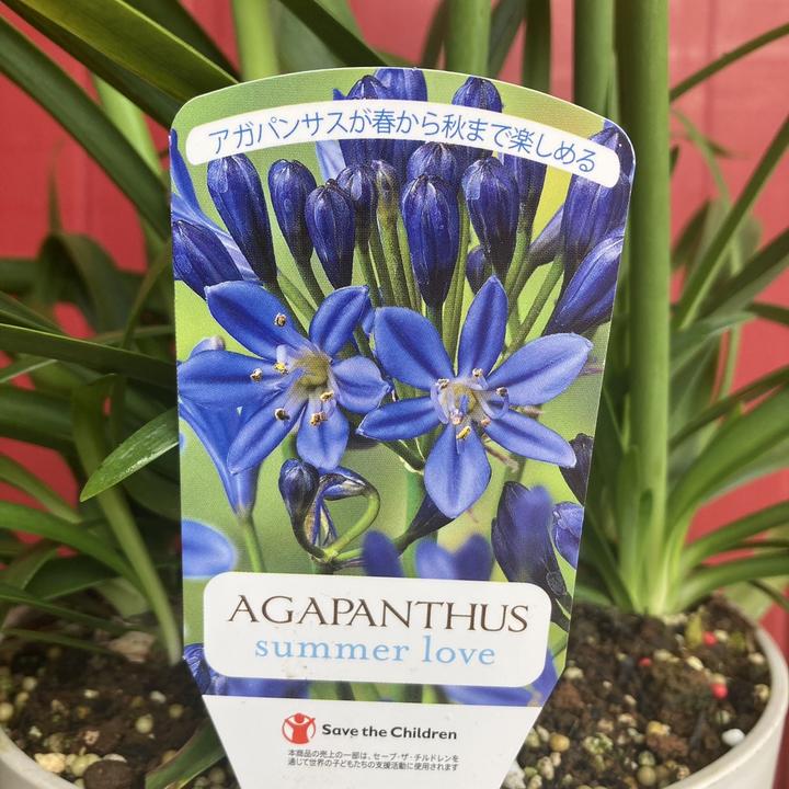 アガパンサス（四季咲き）サマーラブブルー 6号｜草花04-PA | 草花
