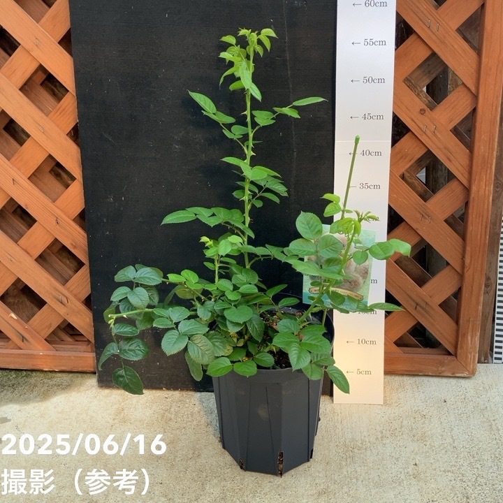 バラ中苗 ミエル・ドゥ・フォレ 6号ロングスリット鉢 河本バラ園 河本