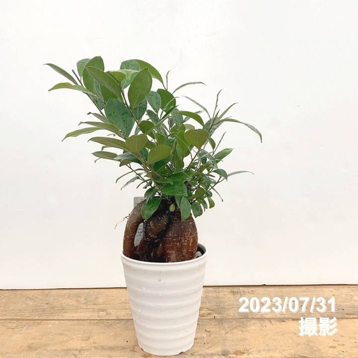 ガジュマル 4号｜観葉10-TU | 観葉・多肉 | 赤塚植物園オンライン 花の