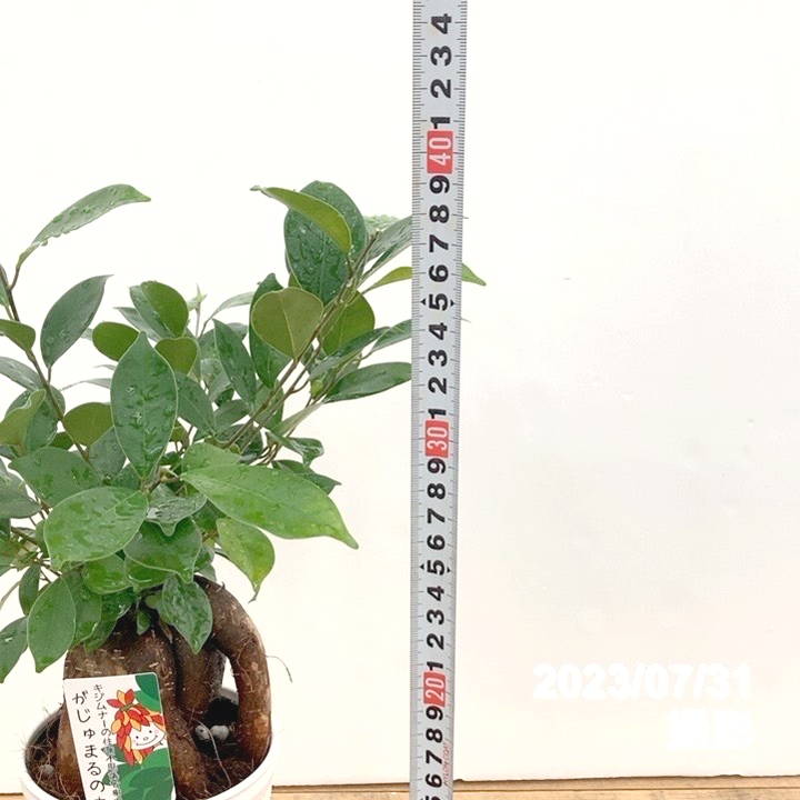 ガジュマル Amazon｜SUZUHA ガジュマル 盆栽仕立て 観葉植物 本物 7号