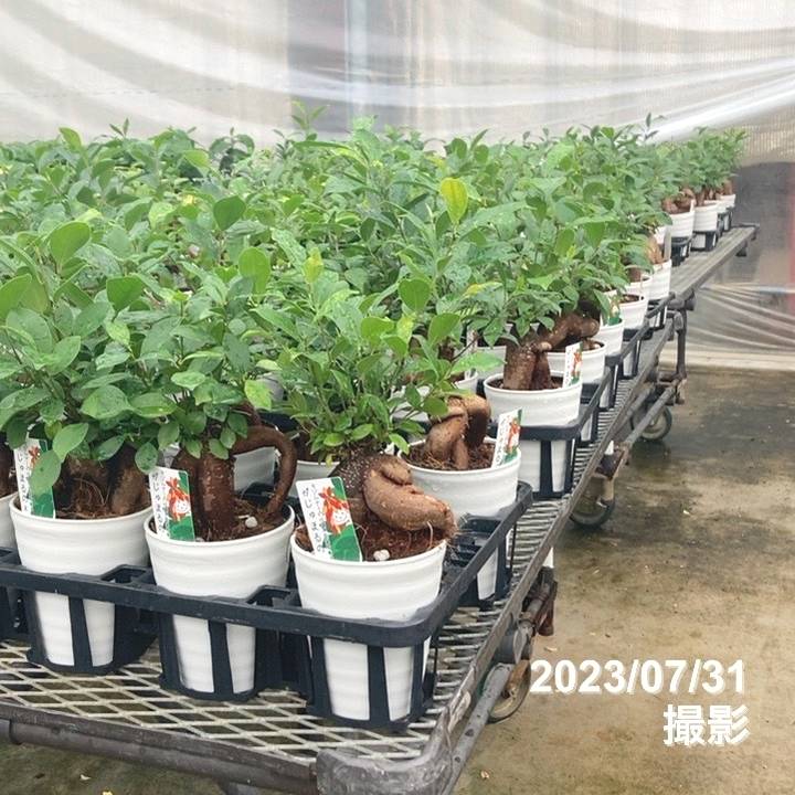 ガジュマル　大株　10号 ガジュマル 大株 10号 （決算！ポイント5倍！7/31まで