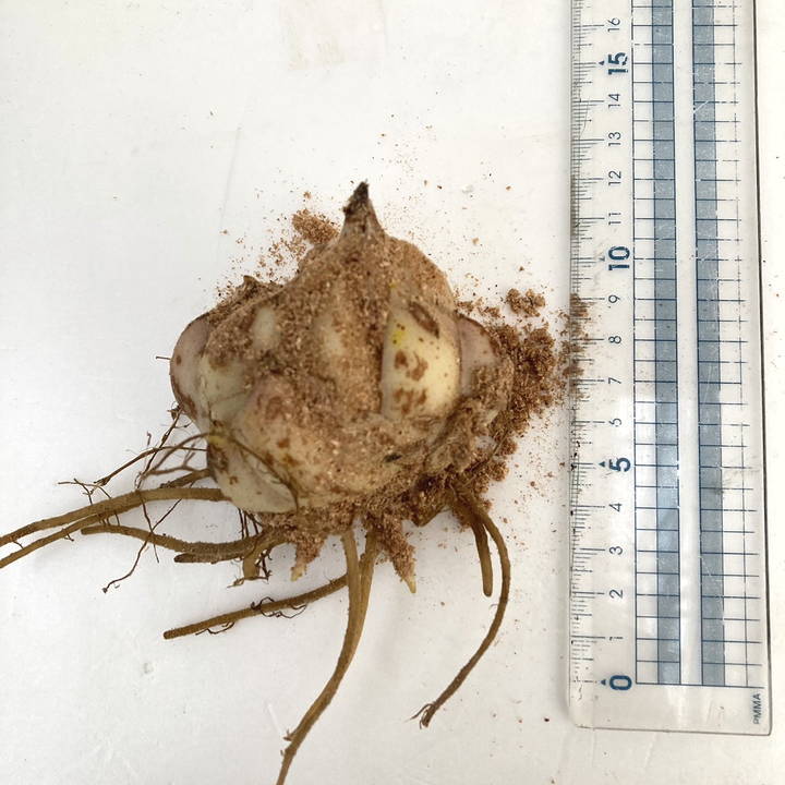 ユリ球根 カサブランカ 3球×3袋セット｜球根08-TU | タネ・球根,タネ