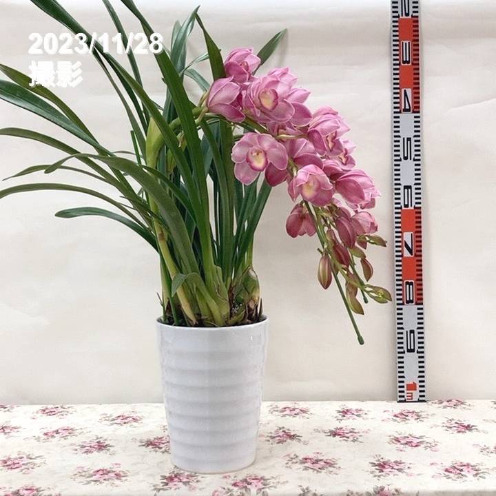 シンビジューム アーチ ピンク系 7号 3本立｜s200｜洋蘭04-PA | ギフト