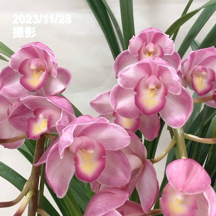 専用 ピンクシンビジューム3本立ち クレイフラワー WP-006 シンビジウム（ピンク）3本立ち