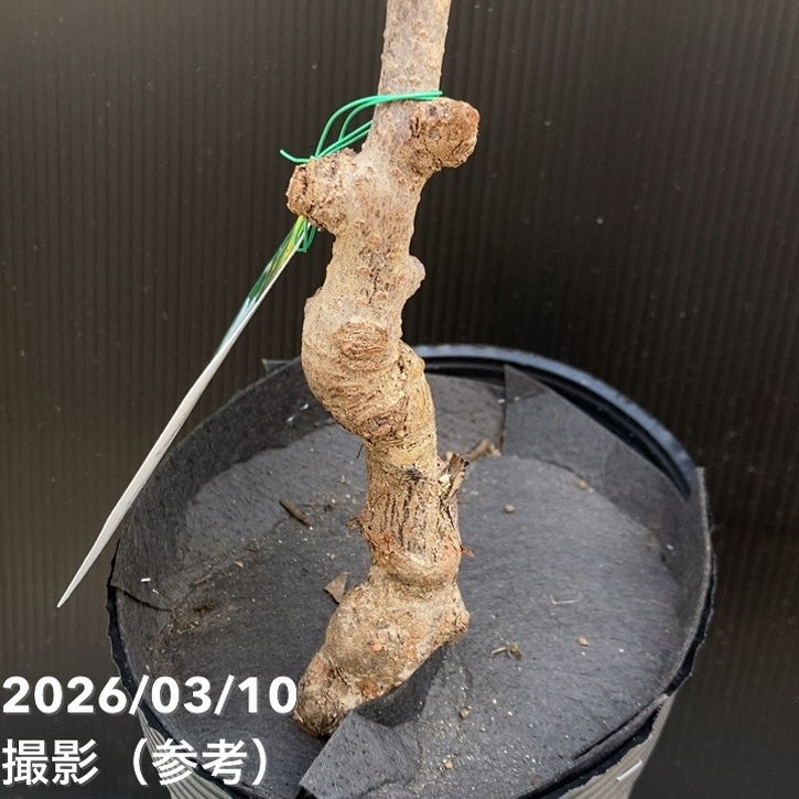 キウイフルーツ 早雄（そうゆう）オス受粉樹用 5号｜果樹04-PA | 果樹