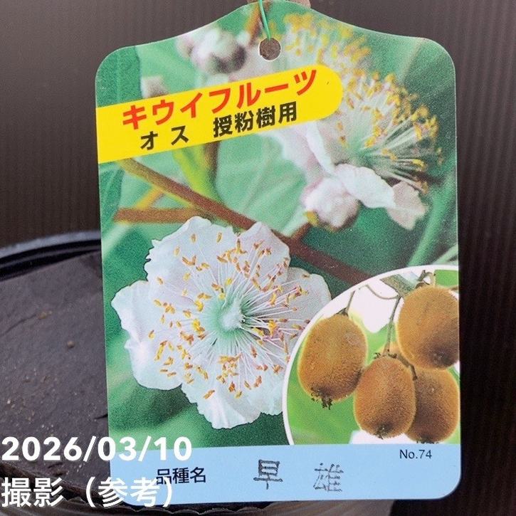 キウイフルーツ 早雄（そうゆう）オス受粉樹用 5号｜果樹04-PA | 果樹