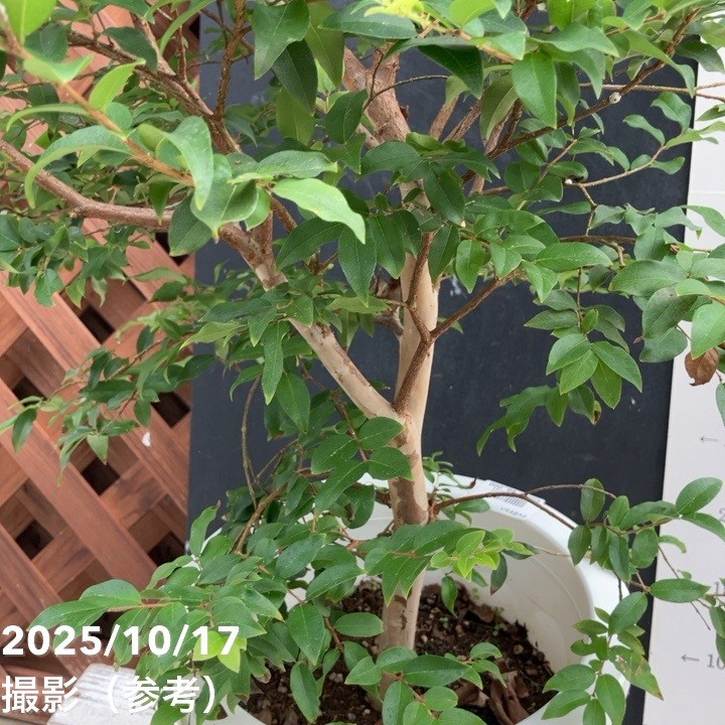 【数量限定】実生ジャボチカバ 8号|s200|果樹04-PA