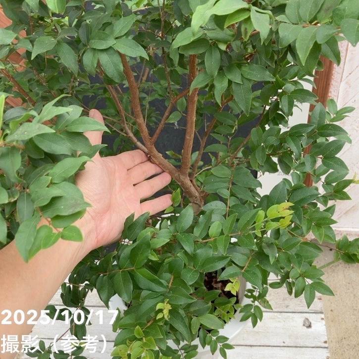 【数量限定】実生ジャボチカバ 8号|s200|果樹04-PA