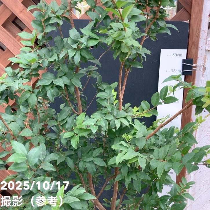 【数量限定】実生ジャボチカバ 8号|s200|果樹04-PA