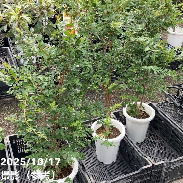 【数量限定】実生ジャボチカバ 8号|s200|果樹04-PA