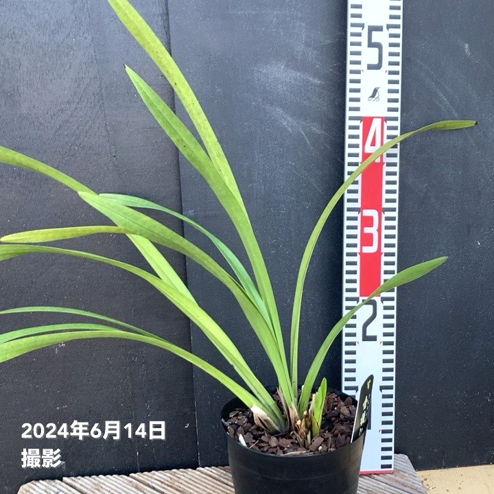 みつばち【キンリョウヘン】５鉢 Amazon.co.jp: キンリョウヘン（ 金稜辺 ）5号ロング鉢 今春の花芽まだ