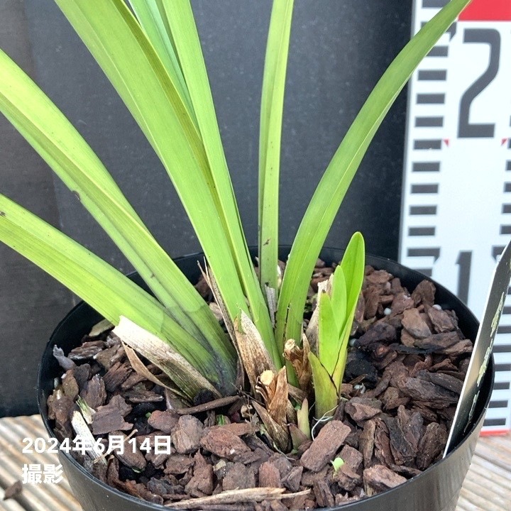 みつばち【キンリョウヘン】５鉢 Amazon.co.jp: キンリョウヘン（ 金稜辺 ）5号ロング鉢 今春の花芽まだ