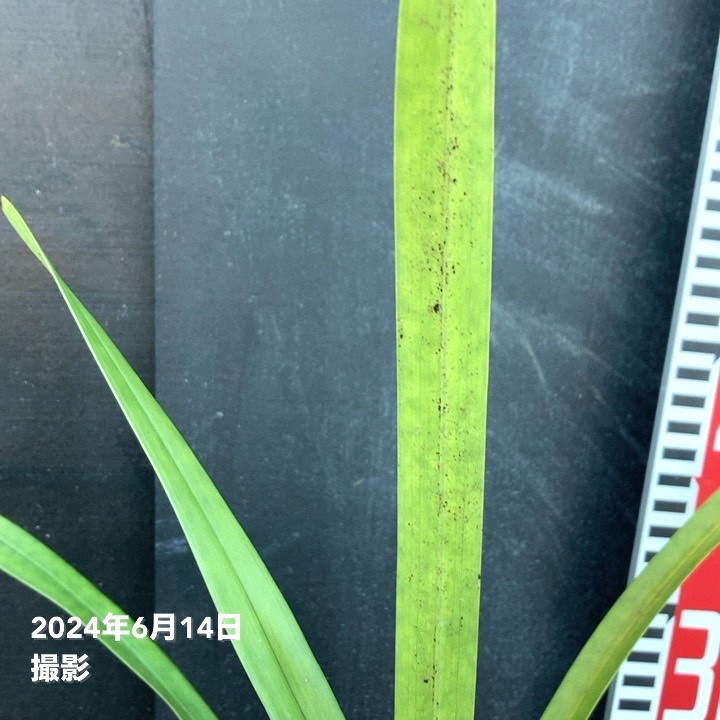 キンリョウヘン 5号プラ鉢（2025年開花見込み株）｜ミツバチ蘭｜洋蘭04