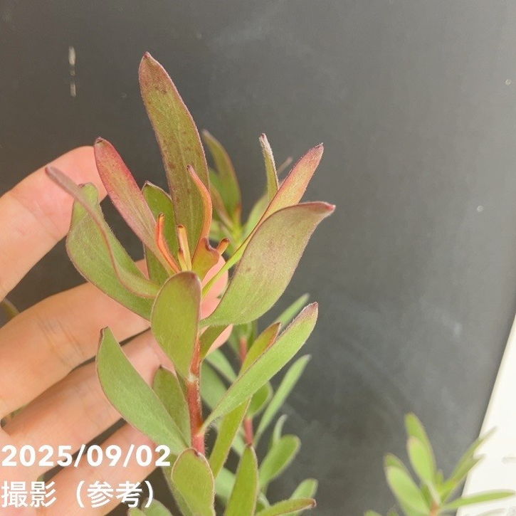 リューカデンドロン サファリサンセット 5号|花木04-PA