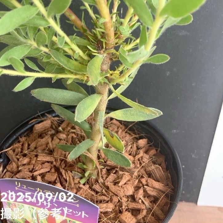 リューカデンドロン サファリサンセット 5号|花木04-PA