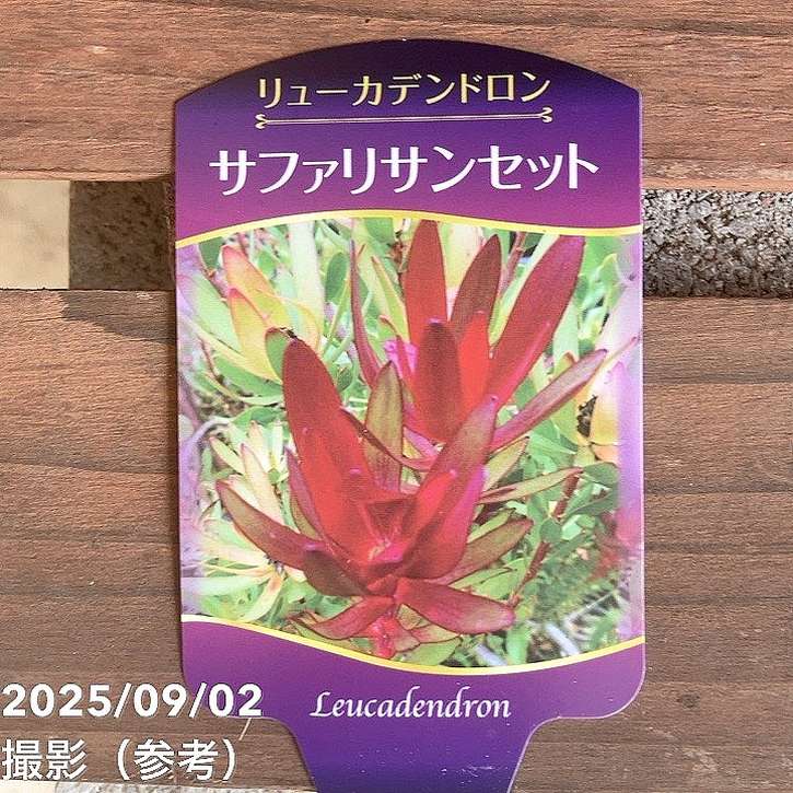 リューカデンドロン 5種セット リューカデンドロン・サファリ・サン