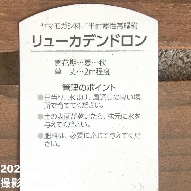 リューカデンドロン サファリサンセット 5号|花木04-PA