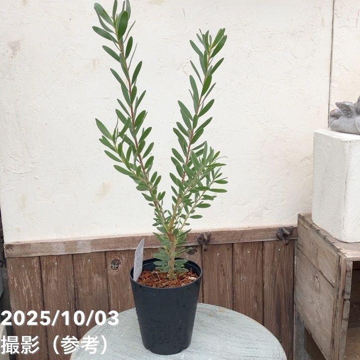 リューカデンドロン サファリサンセット 5号｜花木04-PA | 花木・庭木