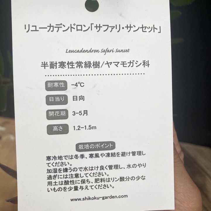 リューカデンドロン サファリサンセット 5号|花木04-PA