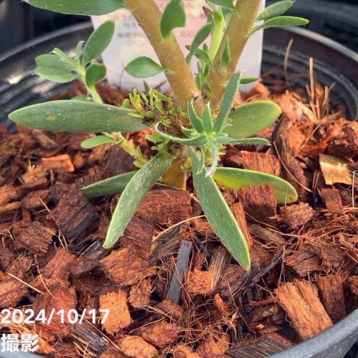 リューカデンドロン サファリサンセット 5号|花木04-PA | 花木・庭木 リューカデンドロン サファリサンセット 5号|花木04-PA | 花木・庭木