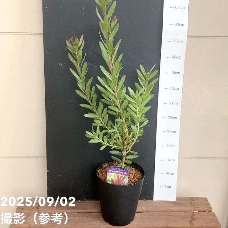 リューカデンドロン サファリサンセット ファイバー鉢 リューカ