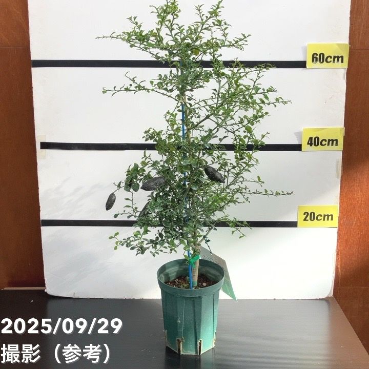 7年生　フィンガーライム実生苗／果実肥大中　樹高170センチ　10号鉢植え 7年生 フィンガーライム実生苗／果実肥大中 樹高170センチ 10号