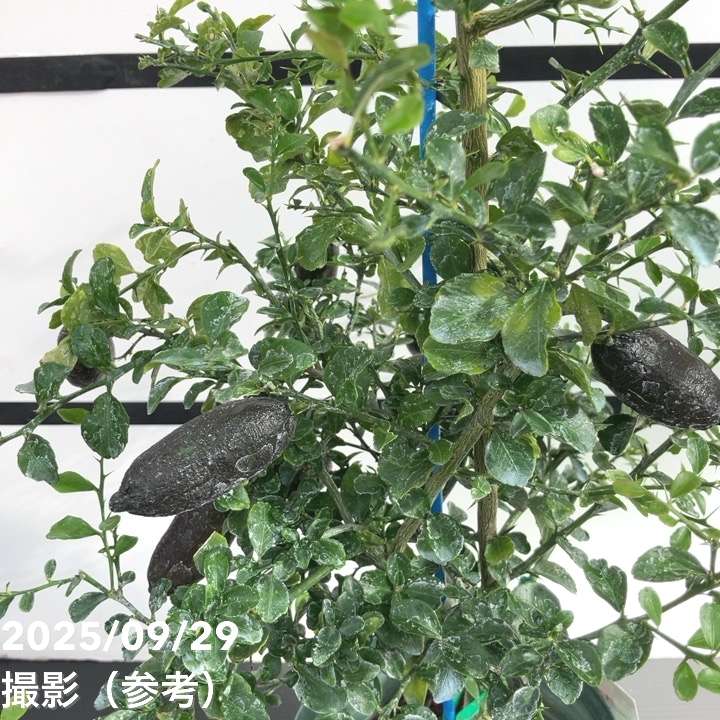 実付き＞フィンガーライム 5号ロングスリット鉢 ダーラムエメラルド