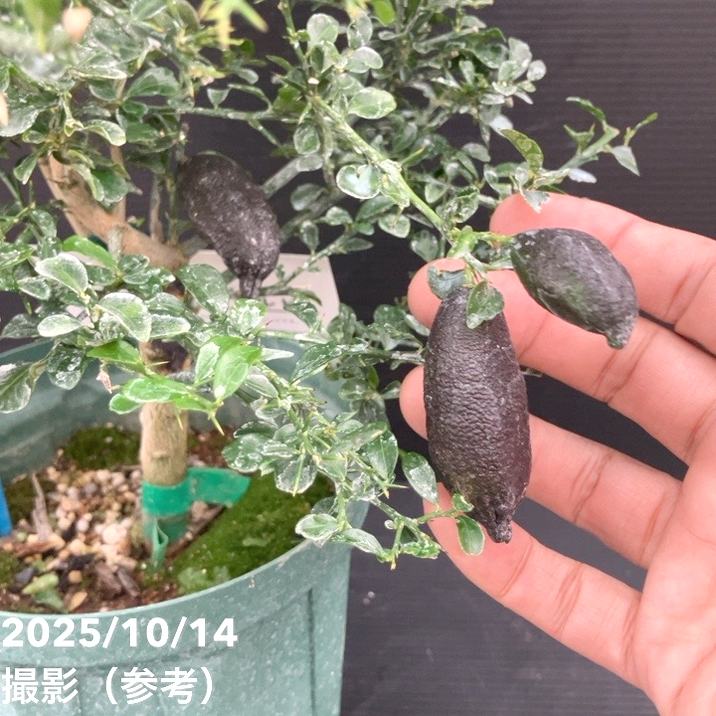 LD1フィンガーライム リトルルビー&ダーラムエメラルド 実付 5号鉢2鉢セット LD1フィンガーライム リトルルビー&ダーラムエメラルド 実付 5号鉢2鉢