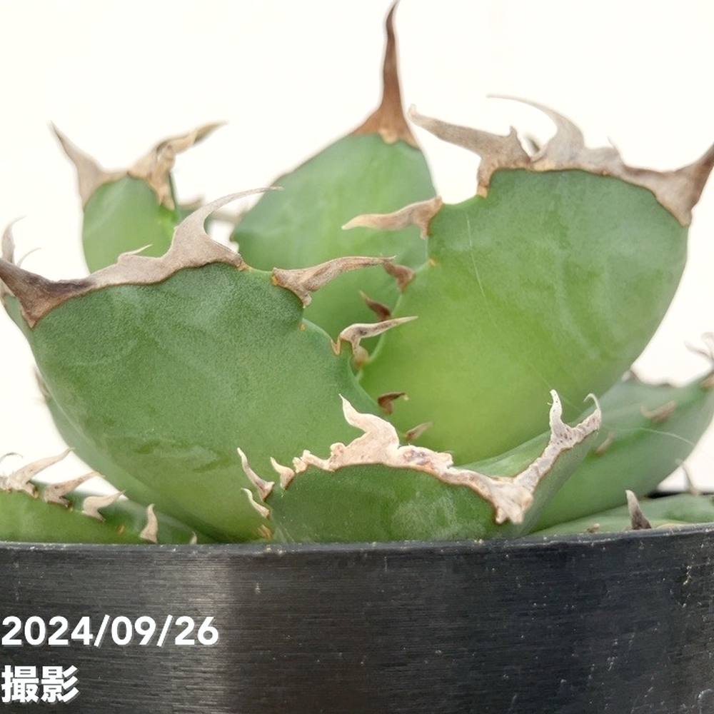 現品お届け】アガベ 4号 チタノタ クラブ Agave titanota Crab(A35 現品お届け】アガベ 4号 チタノタ クラブ Agave titanota Crab(A35
