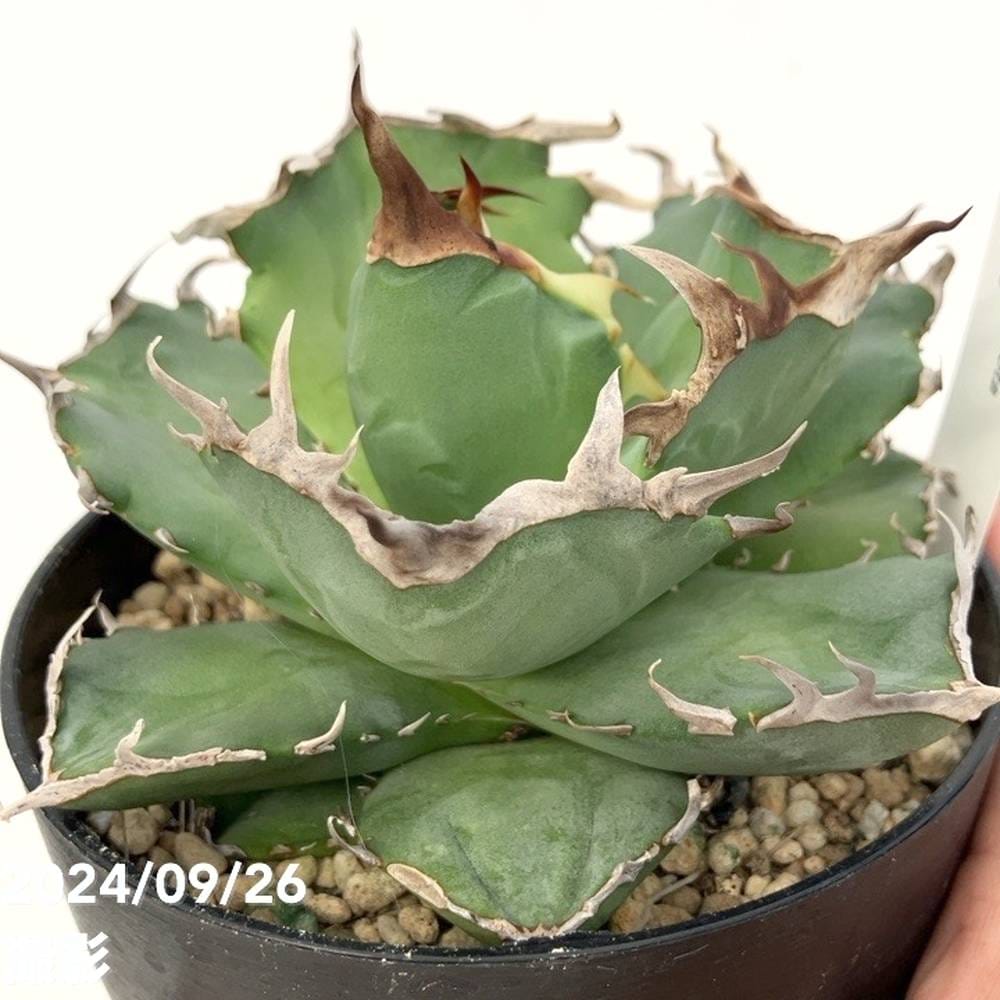 現品お届け】アガベ 4号 チタノタ クラブ Agave titanota Crab（A35