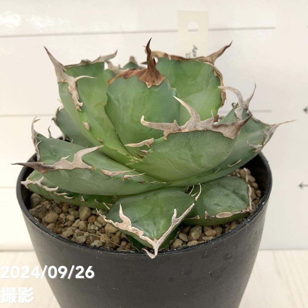 アガベ チタノタ クラブ 蟹 アガベ チタノタ クラブ 