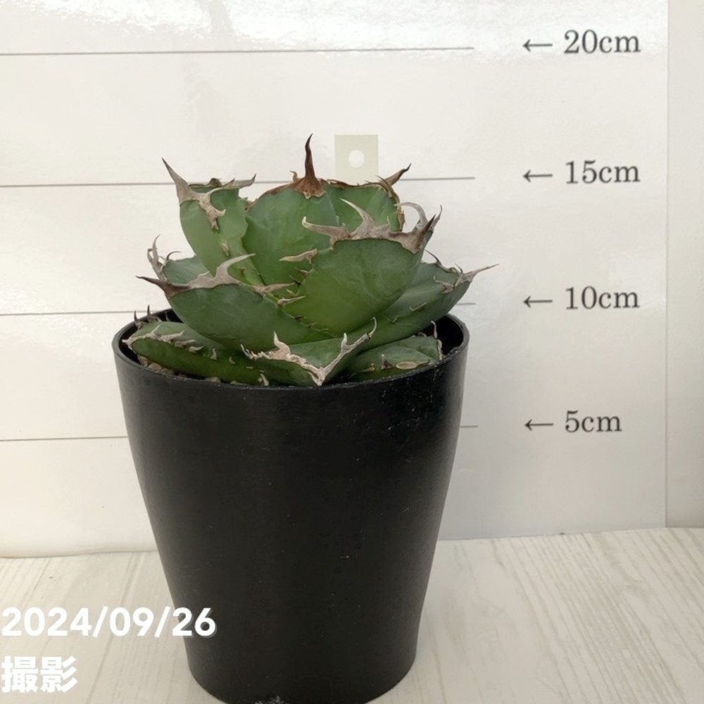 現品お届け】アガベ 4号 チタノタ クラブ Agave titanota Crab（A35